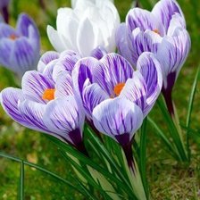 Весенние цветы