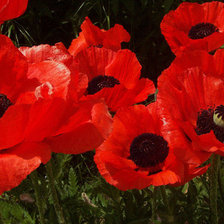 Схема вышивки «маки»