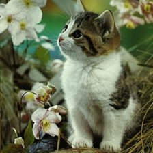 Схема вышивки «№291591»