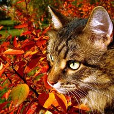 Схема вышивки «осень»