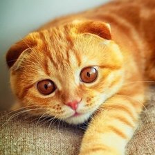 Схема вышивки «котяра)»