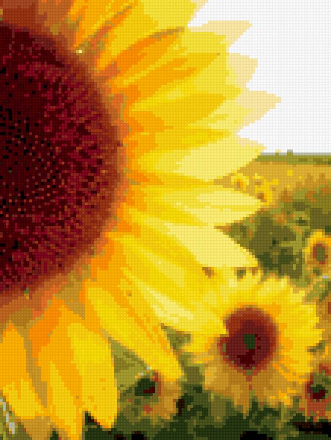 подсолнухи - цветы, подсолнухи, солнце - предпросмотр