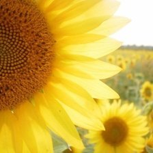 Схема вышивки «подсолнухи»