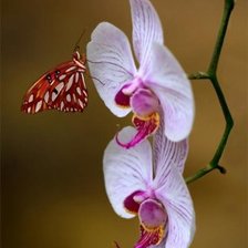 Схема вышивки «Крошечная бабочка»