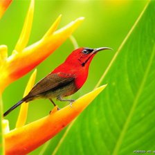 Схема вышивки «Красная птичка на стрелиции»