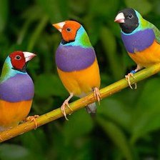 Схема вышивки «3 птички»