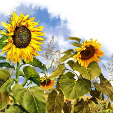 Схема вышивки «№292368»