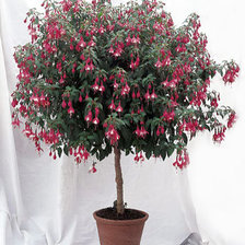 Схема вышивки «фукция.»