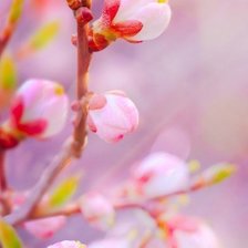 Схема вышивки «020»