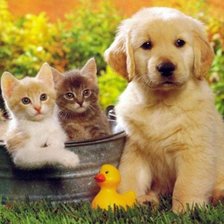 Схема вышивки «котята и песик»