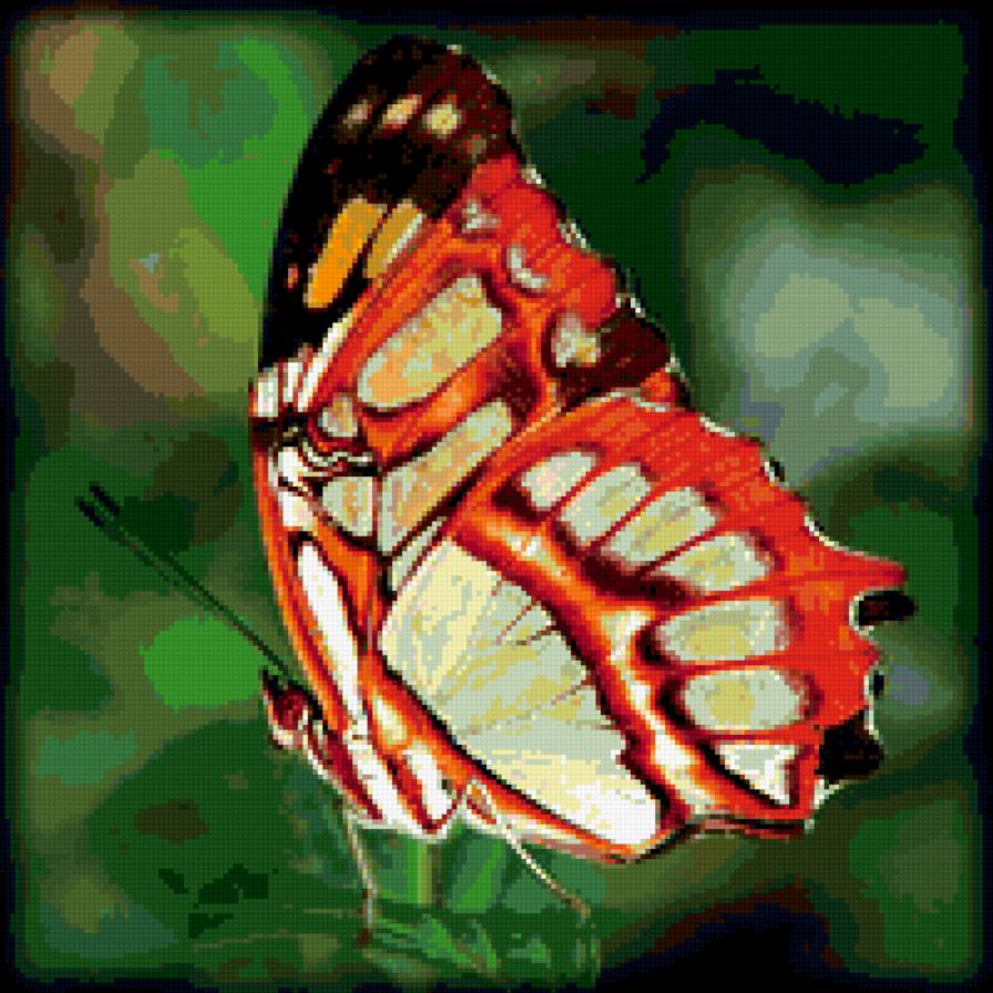 одинокая бабочка - бабочка - предпросмотр