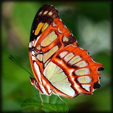 Схема вышивки «одинокая бабочка»