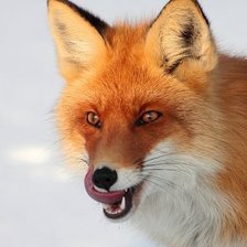 Схема вышивки «лис»