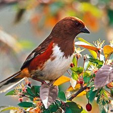 Схема вышивки «Птички»