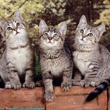 Схема вышивки «№292810»