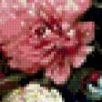 Предпросмотр схемы вышивки «пионы» (№292871)