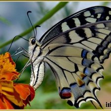 Схема вышивки «белая бабочка»