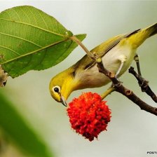 Схема вышивки «птичка с ягодкой»