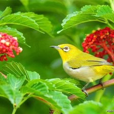 Схема вышивки «желтая птица с калиной»