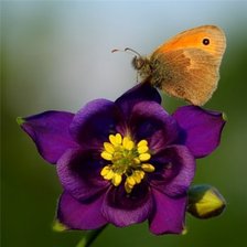 Схема вышивки «водосбор»