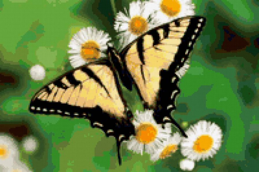 махаон - махаон - предпросмотр