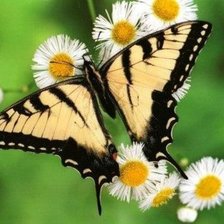 Схема вышивки «махаон»