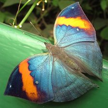 Схема вышивки «голубая бабочка»