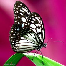 Схема вышивки «бабочка на красном фоне»