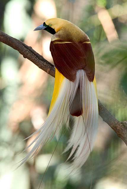 большая райская птица - птица - оригинал