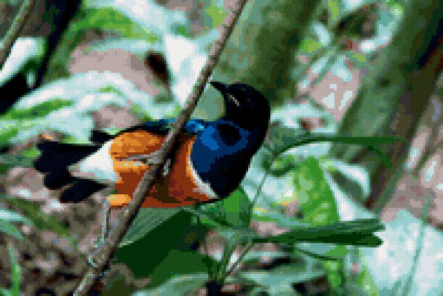 синяя райская птица на ветке - райская птица - предпросмотр