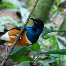 Схема вышивки «синяя райская птица на ветке»