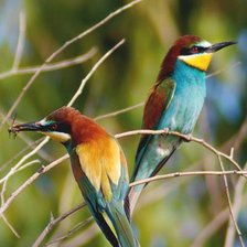 Схема вышивки «две яркие птицы»