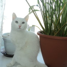 Белая кошка