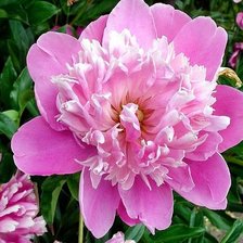 Схема вышивки «пион»