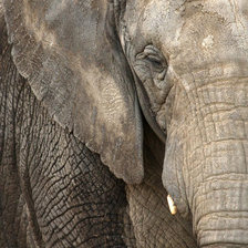 Схема вышивки «слоник2»