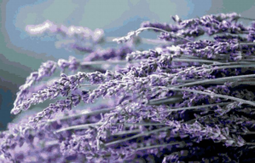 Лаванда - лаванда, цветы - предпросмотр