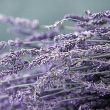 Схема вышивки «Лаванда»