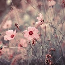 Схема вышивки «розоые цветы»