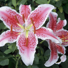 Схема вышивки «лилии»