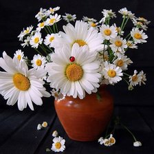 Схема вышивки «Ромашки»