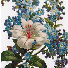 Схема вышивки «букет цветов»