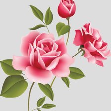 нежная роза