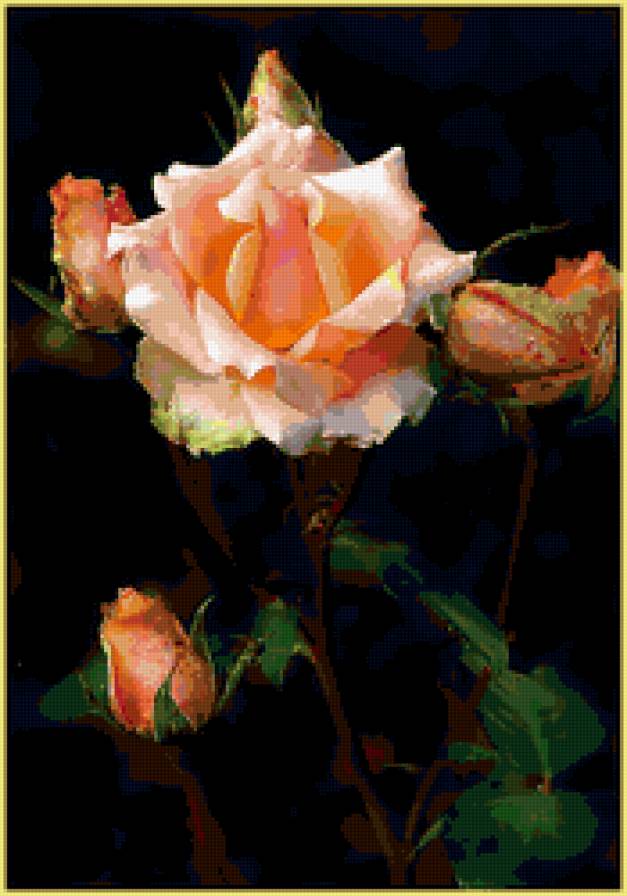 роза - бутоны, цветок, роза, лето - предпросмотр