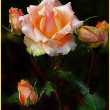 Схема вышивки «роза»