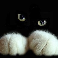 Схема вышивки «Черный Кот»