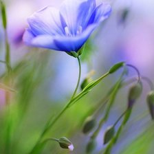 Схема вышивки «№293854»