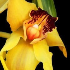 Схема вышивки «031»