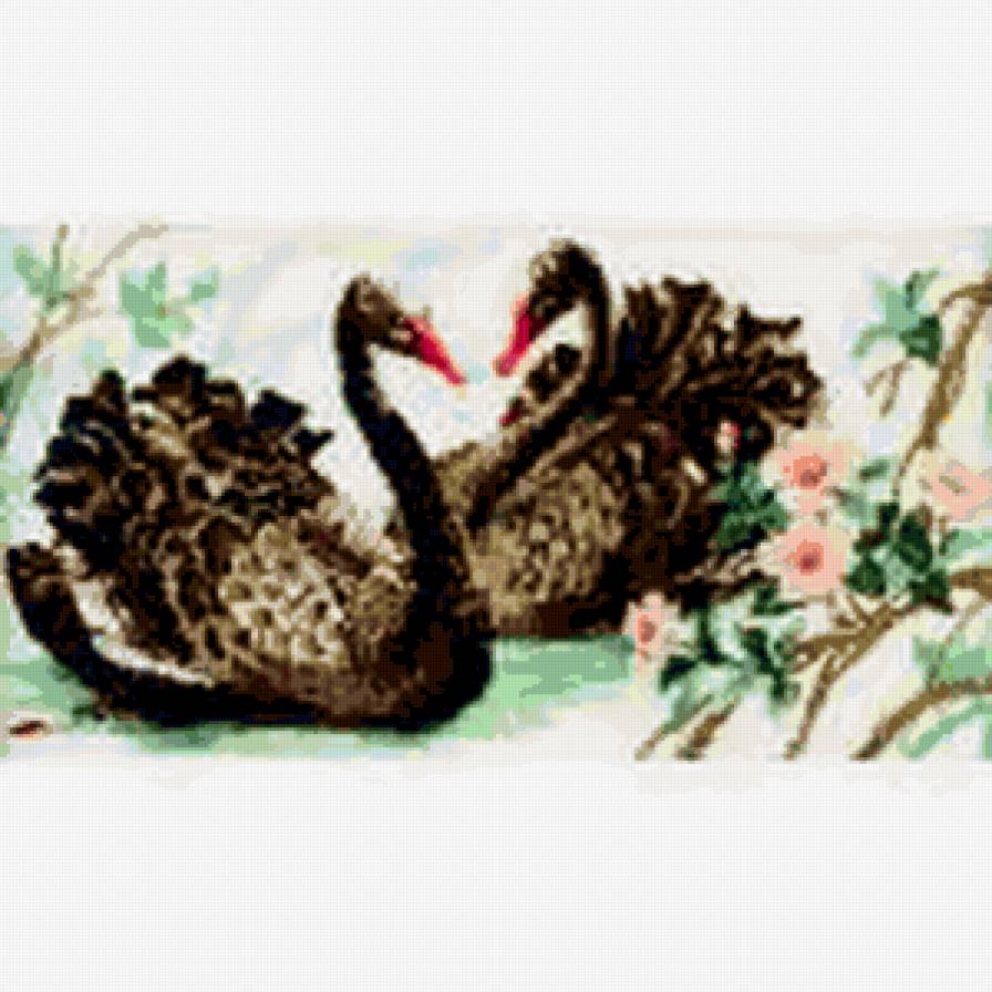 пара чёрных лебедей - птицы, лебеди - предпросмотр