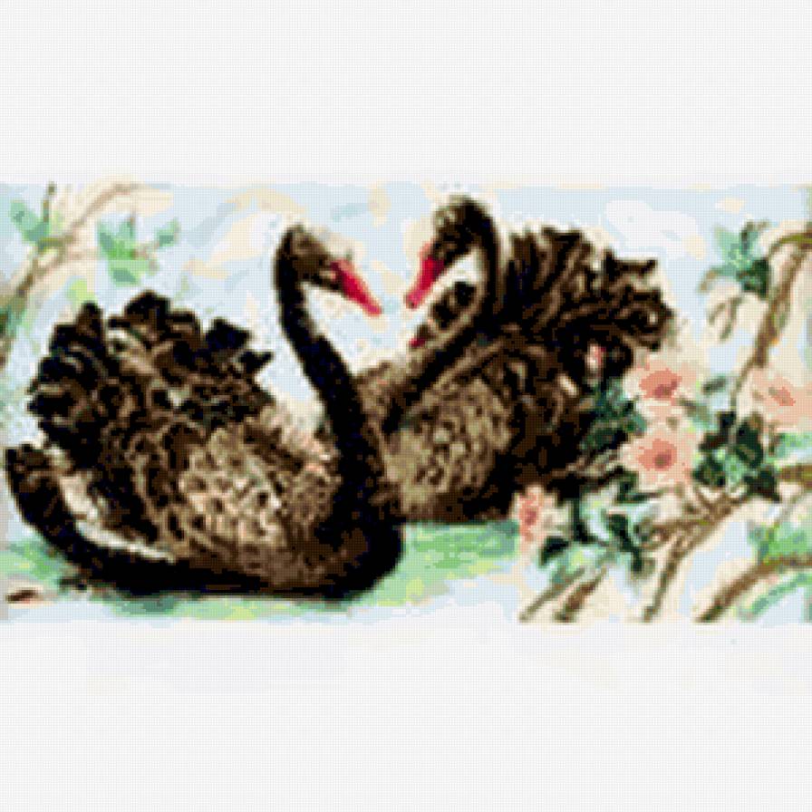 пара чёрных лебедей2 - лебеди, птицы - предпросмотр