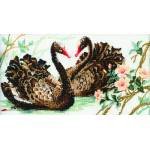 пара чёрных лебедей2